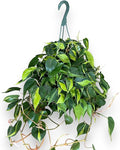 Philodendron Brasil Hanging Basket - Live Plant in an 8 Inch Hanging Basket - Rare and Elegant Indoor Houseplant - Variegated Tropical Masterpiece