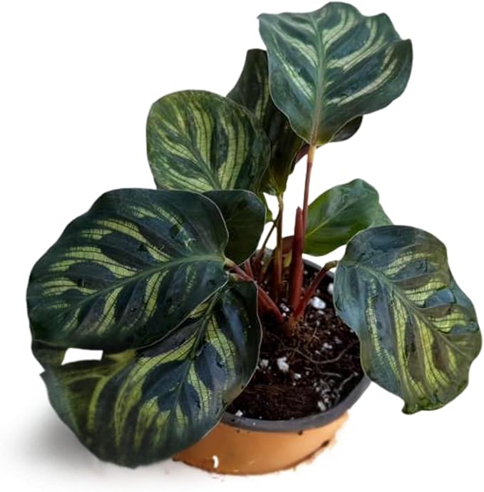 PLANTVERS Live Calathea Plant in 2" Grow Pot – Easy Care & Low Maintenance Tropical Houseplant – Air Purifying Indoor Plant for Low Light & Home Décor (Calathea Makoyana)