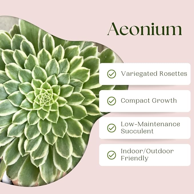 Easy Care Aeonium Plant Live 4” Pot, Rare Succulents Plants Live, Well Rooted, Easy Care House Plants (Green with White)