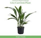 American Plant Exchange Cast Iron Plant – Live 6-Inch Potted Evergreen, Low-Maintenance Hardy Houseplant, Drought-Tolerant & Low-Light Indoor Plant for Home, Office & Shade Gardens