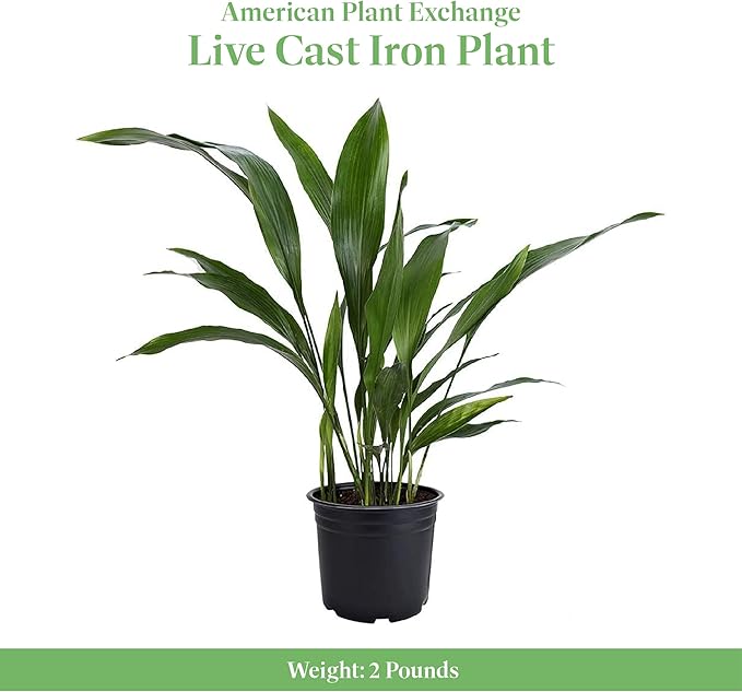 American Plant Exchange Cast Iron Plant – Live 6-Inch Potted Evergreen, Low-Maintenance Hardy Houseplant, Drought-Tolerant & Low-Light Indoor Plant for Home, Office & Shade Gardens