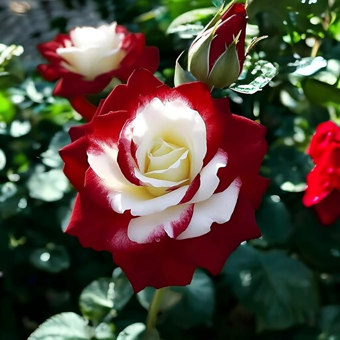 100+ PCS Rare Twin Red White Rose Seeds - Heirloom Non-GMO Flower Seeds for Captivating Garden Blooms - Includes Planting Instructions, Perfect for Spring and Fall Planting, Great Gardening Gift