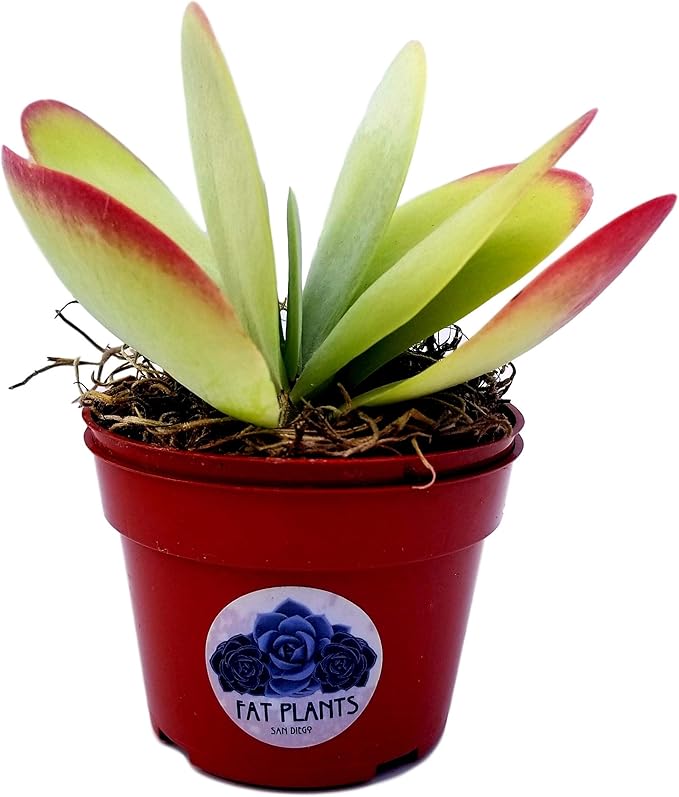 Kalanchoe Paddle Plant - Unique Flapjack Succulent with Vibrant Foliage - Drought-Tolerant Indoor/Outdoor Beauty for Your Home or Garden