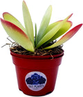 Kalanchoe Paddle Plant - Unique Flapjack Succulent with Vibrant Foliage - Drought-Tolerant Indoor/Outdoor Beauty for Your Home or Garden