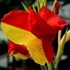 Canna 'Cleopatra', a Great Live Pond Plant for Your Water Garden. Filters koi and Goldfish Ponds. Good for Bogs, Plant Shelf or Shallow Water This marginal Aquatic is a Real Beauty