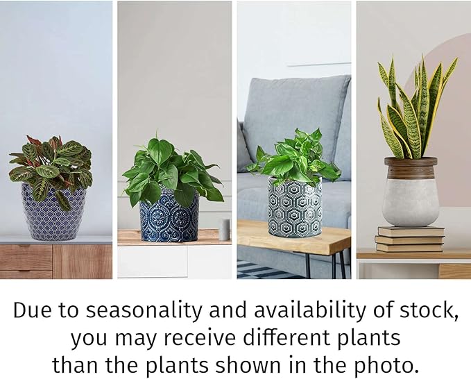 Low Light Live Plants for Indoor | Different Houseplants in Multiple Sizes | Real House Plant for Living Room, Office, Desk & Bathroom
