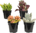 Altman Plants, Live Succulents Plants Live Houseplants (4PK), Succulent Plant Lover Gifts, Live Indoor Plants in Potting Soil, Live Plants Indoor Cactus Plants Live Succulent Plants Live House Plants