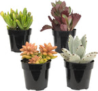 Altman Plants, Live Succulents Plants Live Houseplants (4PK), Succulent Plant Lover Gifts, Live Indoor Plants in Potting Soil, Live Plants Indoor Cactus Plants Live Succulent Plants Live House Plants