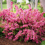 Random Weigela Live Plant, Spring Blooming Shrub in 4” Pot, Hardy Perennial Flowering Bush for Garden Borders, Cold Hardy, Dormant in Winter