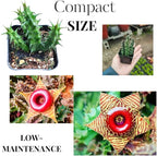 Lifesaver Zebrina Starfish Cactus Cactus Plant, Trailing Cactus Succulent Well Rooted in 2" Pot Ornamental Houseplant for Hanging Basket