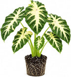 Elephant Ear Plants, Rare Colocasia Plant Live, Perennial Esculenta Taro Alocasia 4-8 Inch Tall, Indoor Outdoor Garden (Sunrise)