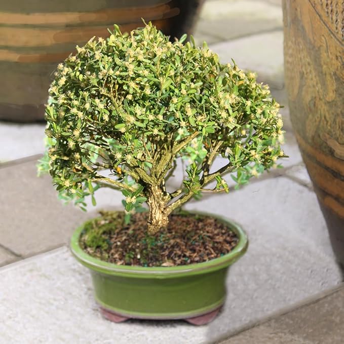 Brussel's Bonsai Live Harland Boxwood Bonsai Tree - Medium, 5 Years, 8 to 12 Inches Tall - Outdoor Bonsai Tree with Ceramic Bonsai Pot