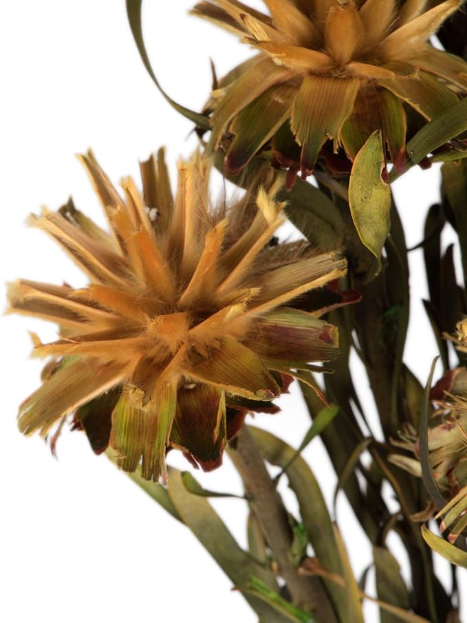 Vickerman 8-20" Aspen Gold Plumosum, Female, 8 flower heads per bundle, Preserved