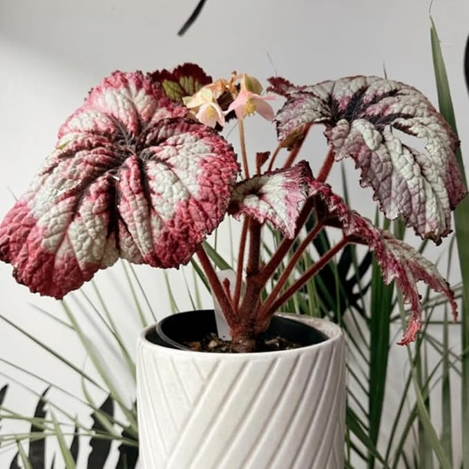 Trailing Begonia Plant Live, Rare Begonias Live Plant, 4-8 Inc Starter Indoor Outdoor Houseplant (Purple Green Begonia)
