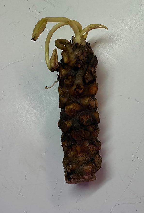Live Hardy Water Lily Tubers Rhizomes Bulb Seed Nymphaea Aquatic Pond Plants Water Gardens Pre-Grown Flower in White Pink Red Yellow Orange Blue Purple (1, White Hardy Pond Lily)