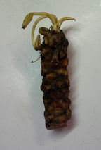 Live Hardy Water Lily Tubers Rhizomes Bulb Seed Nymphaea Aquatic Pond Plants Water Gardens Pre-Grown Flower in White Pink Red Yellow Orange Blue Purple (1, Yellow Hardy Pond Lily)