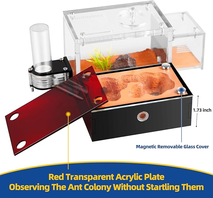 Formicarium - Ant Farm Habitat for Live Ants & Queen, Adult Educational Kit for Ant Behavior Study and Learning