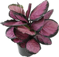 Pet Safe Purple Prayer Plant (Calathea Roseopicta) in 6" Grower Pot, Pet Friendly Houseplant, Live Prayer Plants & Air Purifying Indoor Houseplants by Plants for Pets