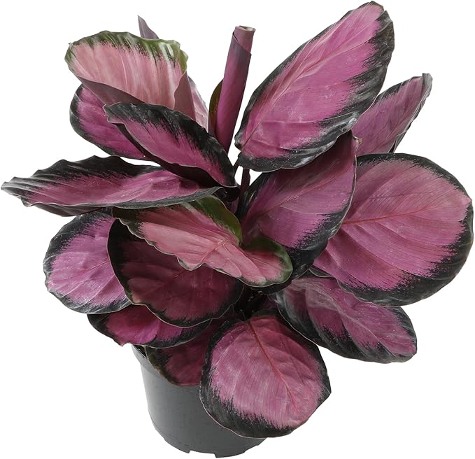Purple Prayer Plant (Calathea Roseopicta) in 6" Grower Pot, Pet Friendly Houseplant, Live Prayer Plants & Decorative Air Purifying Indoor Houseplants by Plants for Pets