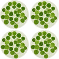 Amazon Frogbit, Limnobium laevigatum, Live Aquarium/Aquatic/Freshwater/Floating/Pond Plant/Planted Tank/Aquascaping/Paludarium by Aquarium Plant Center (24 Plants (72+ Leaves))