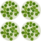 Amazon Frogbit, Limnobium laevigatum, Live Aquarium/Aquatic/Freshwater/Floating/Pond Plant/Planted Tank/Aquascaping/Paludarium by Aquarium Plant Center (24 Plants (72+ Leaves))