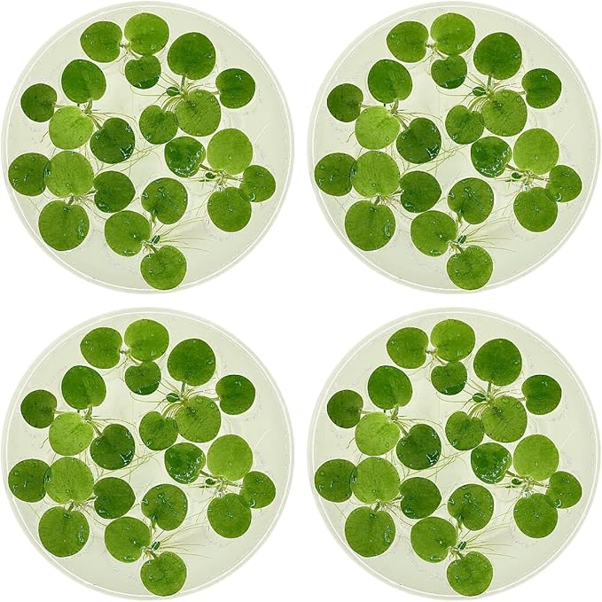Amazon Frogbit, Limnobium laevigatum, Live Aquarium/Aquatic/Freshwater/Floating/Pond Plant/Planted Tank/Aquascaping/Paludarium by Aquarium Plant Center (24 Plants (72+ Leaves))