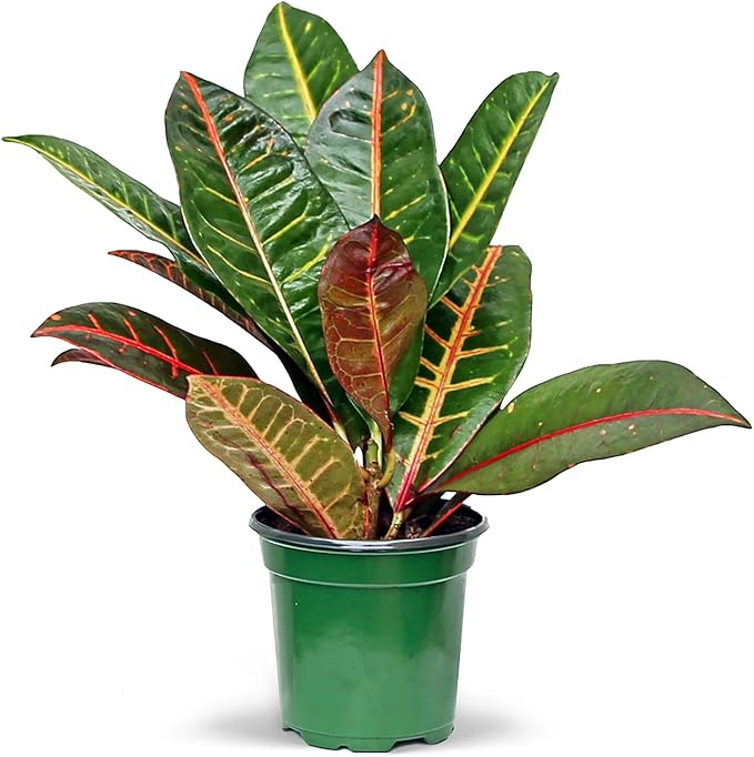 Live Croton Petra, Variegated Tropical Plant, Miracle Bush, Garden Croton, Mother's Day Gift, Valentine's Gift, Office Potted Plant, Mom Birthday Gift, Housewarming Gift in 4" Pot