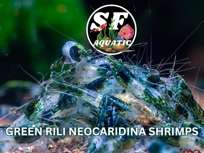 SF Aquatic™ 20 Green Rili High Grade Neocaridina Live Freshwater Aquarium Shrimps Fully Mature Breeding Age. Live Arrival Guarantee.