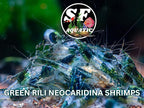 SF Aquatic™ 20 Green Rili High Grade Neocaridina Live Freshwater Aquarium Shrimps Fully Mature Breeding Age. Live Arrival Guarantee.