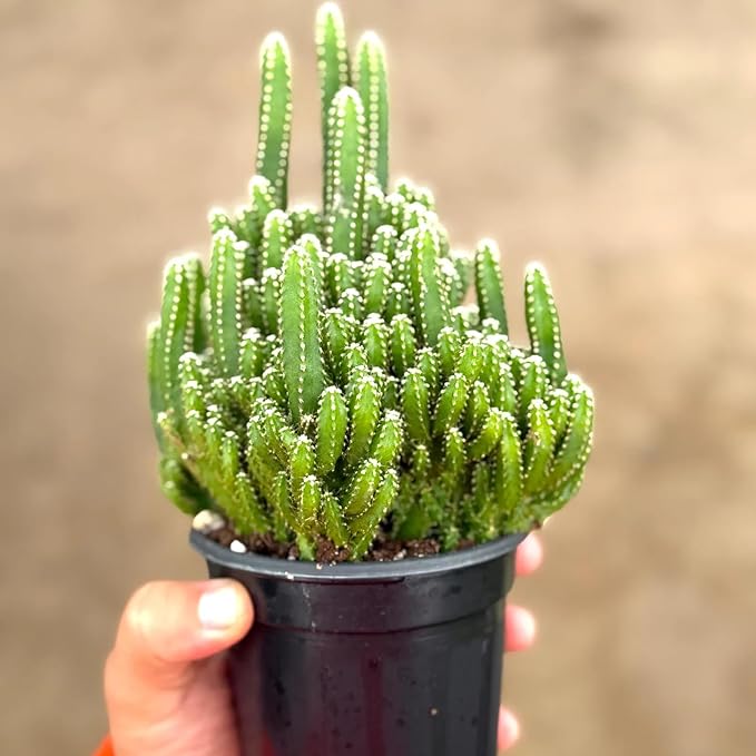 Fairy Castle Cactus Live Plant | Cacti Cuttings Houseplant | Indoor House Plants Home Decor | Succulent Houseplants Outdoor Gardens Gifts (Heat Pack Included)