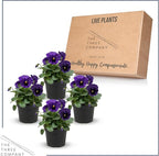 Live Healthy Flowering Pansies - Purple Blotch (4 Plants Per Pack), Beautiful Winter Color, 6" Tall by 4" Wide in 1 Pint Square Pot