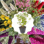 Random Butterfly Bush Live Shrub Plant Shrub, Buddleia Bush Well Rooted, 5 to 10 Inc Tall