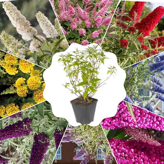 Random Butterfly Bush Live Shrub Plant Shrub, Buddleia Bush Well Rooted, 5 to 10 Inc Tall