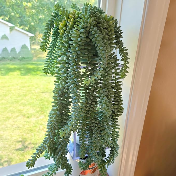 Sprout N Green Donkey's Tail, Live Sedum Morganianum-Burro's tail Succulent in 4" Pot, Trailing Plant for Home Office Indoor Outdoor Hanging Decor, DIY Project, Party Favor, Pet Friendly, Easy to Care