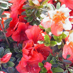 RedCrocus Girard's Pleasant White Azalea- Evergreen Shrub for Borders & Containers, Fragrant Spring Blooms, Deer-Resistant, Pet Safe, Well-Drained Acidic Soil, Compact & Shade Tolerant 3 G