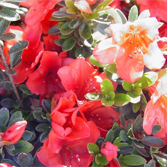 RedCrocus Girard's Pleasant White Azalea- Evergreen Shrub for Borders & Containers, Fragrant Spring Blooms, Deer-Resistant, Pet Safe, Well-Drained Acidic Soil, Compact & Shade Tolerant 3 G