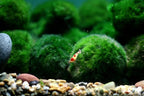 2Pcs Moss Balls for Fish Tank Aquarium Plants Freshwater marimo Decorative, Green, 1.2-1.5" (2)