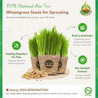 Todd's Seeds Wheatgrass Seeds; Hard Red Winter Wheat, Non-GMO, Chemical Free, High Germination (5 Pounds)