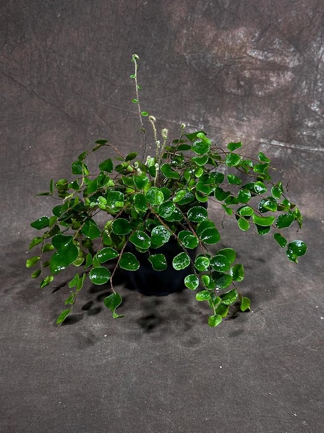 PLANTVERS Live Fern Plant in a 4" Nursey Pot | Low Maintenance Indoor Houseplant | Tropical Air Purifying Green Foliage for Home & Office Decor | Easy-Care Indoor Plant (Button Fern)