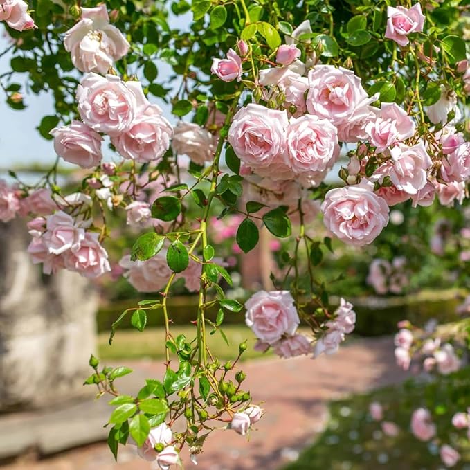 Pink New Dawn Climbing Rose Live Plant, Can Grow As Rose Bushes Shrubs, Fragrant Ready to Plant, Starter Size, 5 to 10 Inc Tall, Dormant in Winter