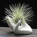 Dahey Mini Air Plant Holder Cute Ceramic Hand Shape Stand Airplants Tillandsia Small Container Pot Plant Decorative Home Decor for Desk Table Shelf, White, 1 Pack (No Plant Included)