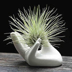 Dahey Mini Air Plant Holder Cute Ceramic Hand Shape Stand Airplants Tillandsia Small Container Pot Plant Decorative Home Decor for Desk Table Shelf, White, 1 Pack (No Plant Included)