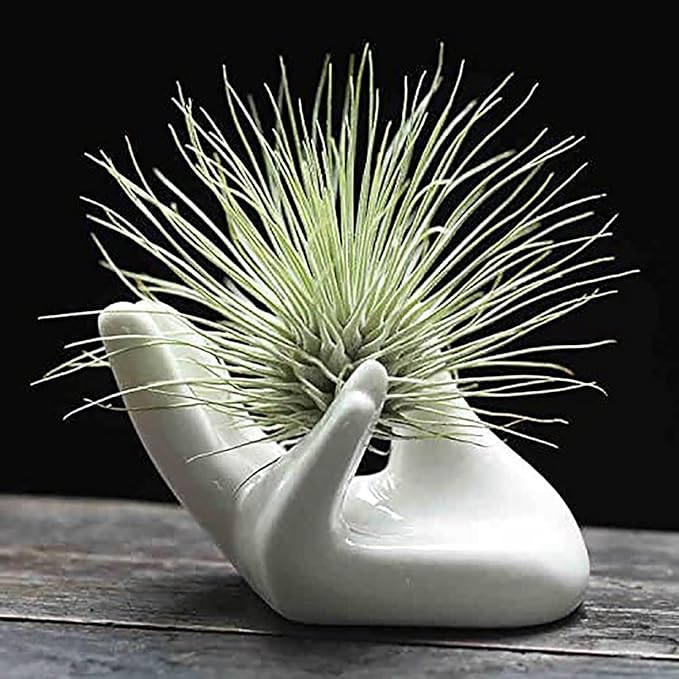Dahey Mini Air Plant Holder Cute Ceramic Hand Shape Stand Airplants Tillandsia Small Container Pot Plant Decorative Home Decor for Desk Table Shelf, White, 1 Pack (No Plant Included)