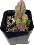 Adromischus Herrei Rare Succulent, Live Plant in 2 Inch Pot, Green Purple Red, Indoor Use