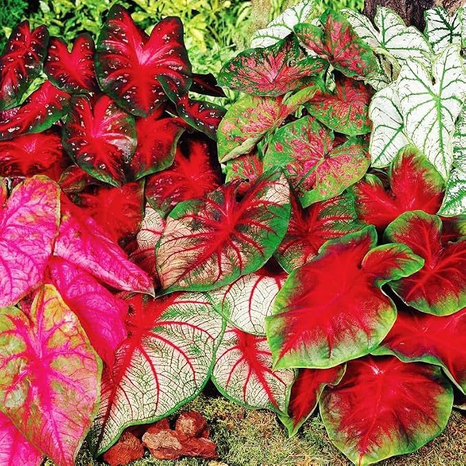 200Pcs Mix Caladium Seeds for Planting for Planting - Shade Loving, Heat Tolerant, Perfect for Containers & Indoor Decor