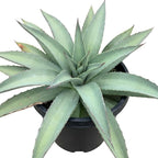 Mangave 'Frosted Elegance' (1.5" Plug) - Live Succulent Plant, Rare Variegated Agave Hybrid, Low Maintenance Indoor Outdoor Plant for Home Garden Decor, Beginner-Friendly Live Plants