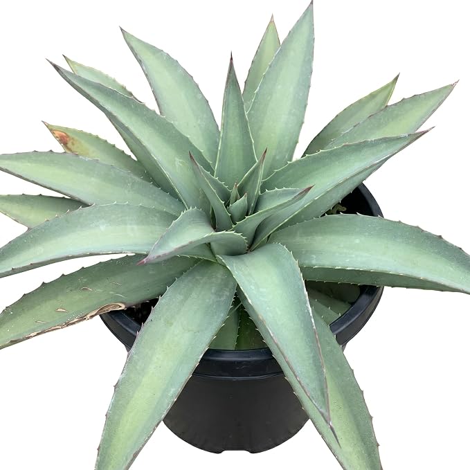 Mangave 'Frosted Elegance' (1.5" Plug) - Live Succulent Plant, Rare Variegated Agave Hybrid, Low Maintenance Indoor Outdoor Plant for Home Garden Decor, Beginner-Friendly Live Plants