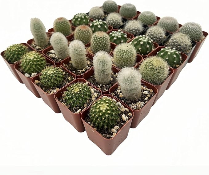 Sprout N Green Live Cactus Plants, 10 Pack Assorted Real Cacti Potted in 2" Starter Pot with Soil Mix, Rare Small Indoor House Plants for Home Garden Wedding Decor Party Favor