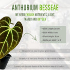 LEAL PLANTS ECUADOR Anthurium Besseae| Green Live House Plant for Indoors|Rare and Exotic Indoor Plants for Living Room|Anthuriums Live Plants |Besseae Heart Plant