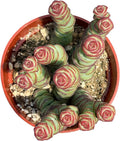 4" Crassula Baby Necklace Succulents Plants Live, Rare Succulent Plants Fully Rooted in Succulent Soil, Unique Live House Plant for Home Office Decor, by The Succulent Cult
